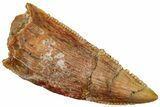 Serrated Raptor Premaxillary Tooth - Real Dinosaur Tooth #297551-1